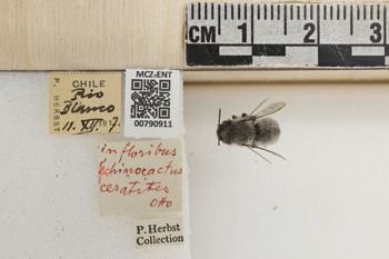 Media type: image;   Entomology 790911 Aspect: Labels